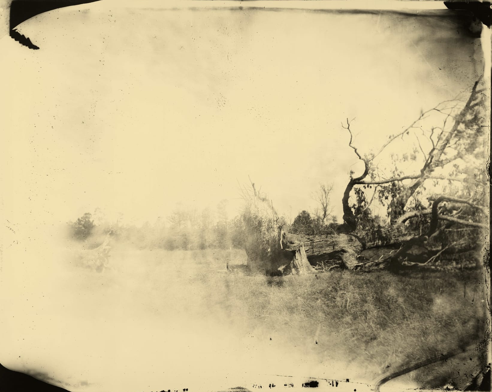 Sally Mann, Deep South, Unititled (Fallen Tree), 1998