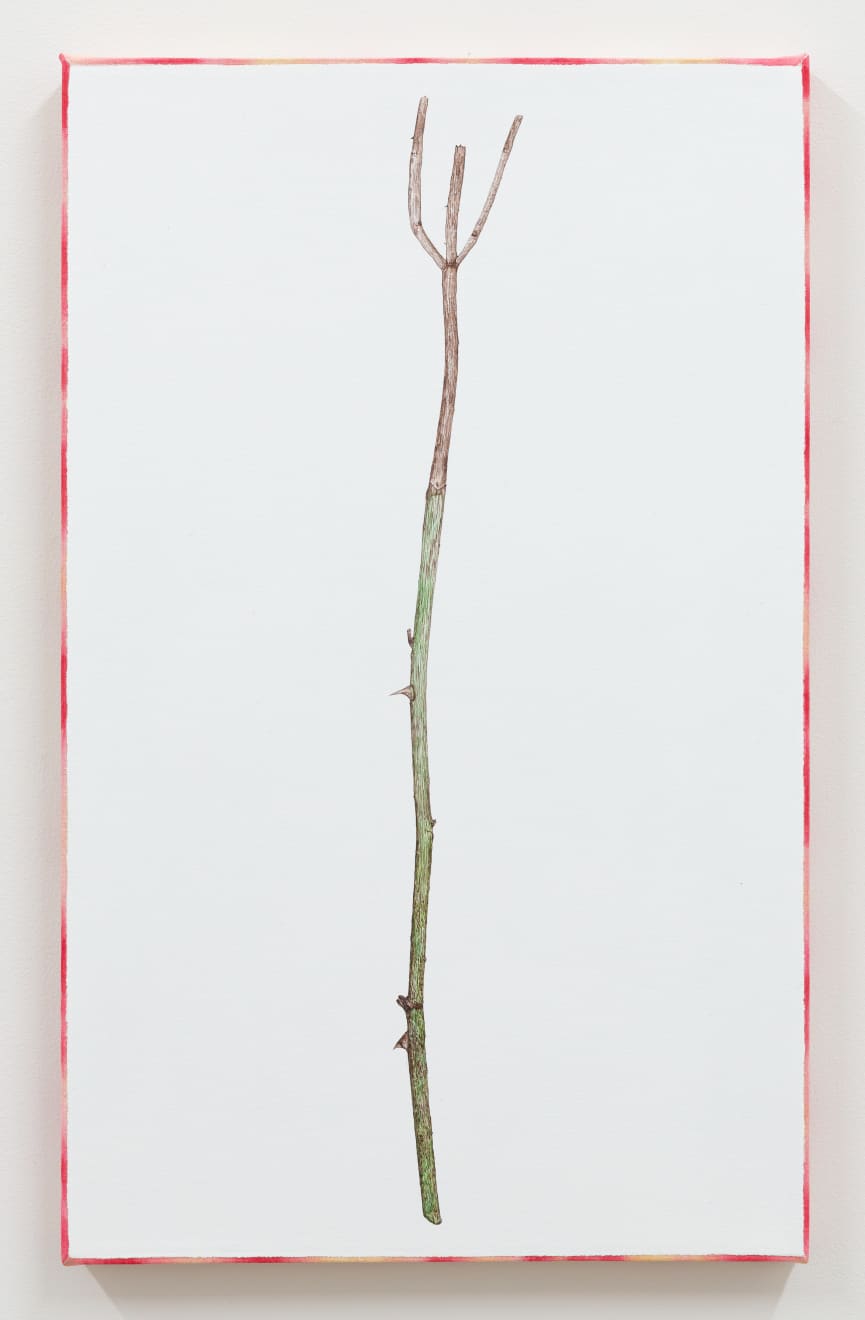 Zina Swanson, All My Sticks Have Auras (Ground - Pink, Radiating - Pink), 2021