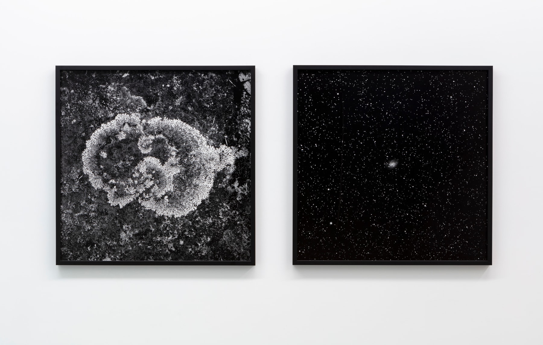 Haines & Hinterding, Lichen and Stars 4 (Kings Tableland / M8 Lagoon Nebula), 2021