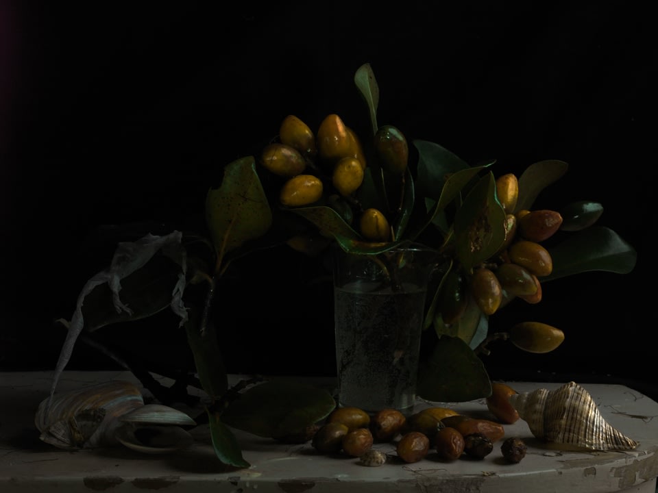 Fiona Pardington, Still Life with Karaka Drupes and Gecko Skin, 2012