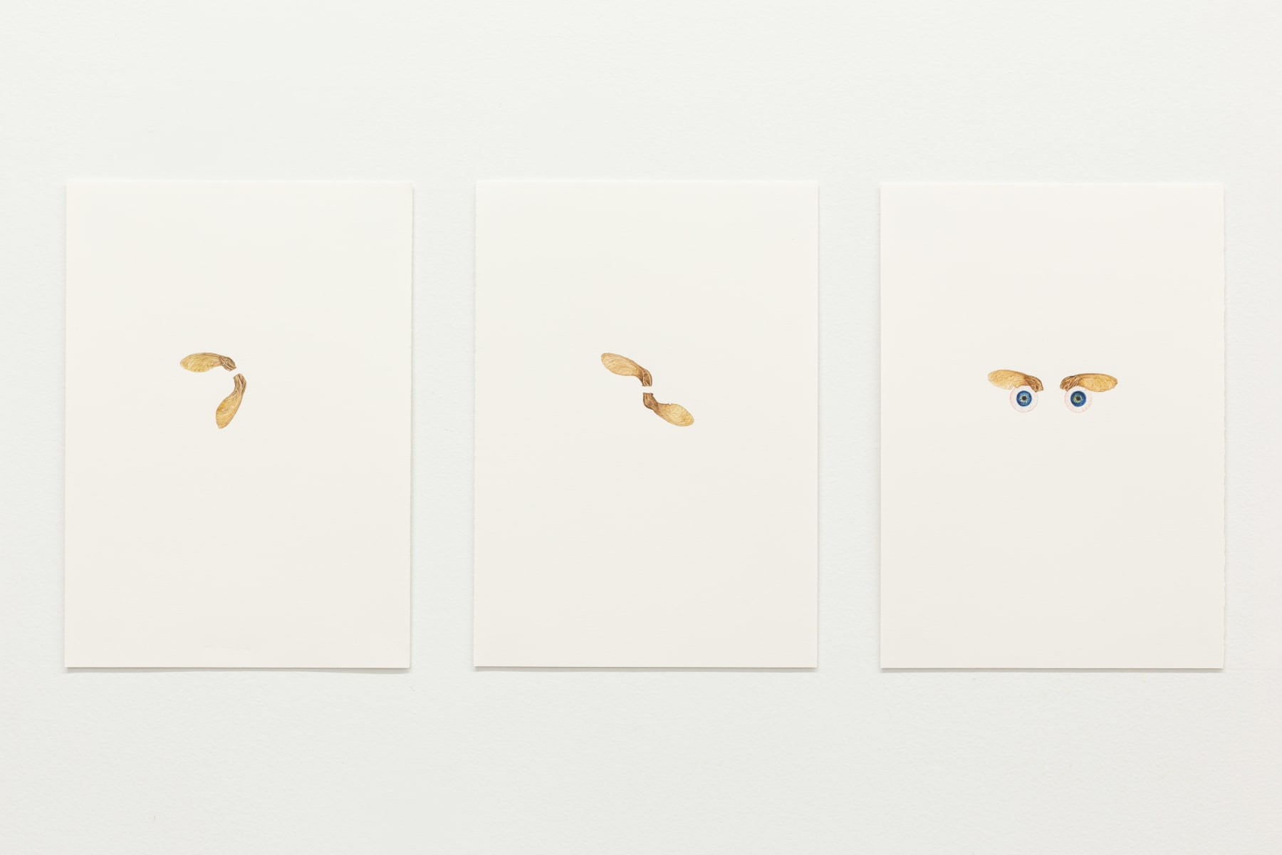 Zina Swanson, Their seeds are winged and borne in pairs, 2024-2025