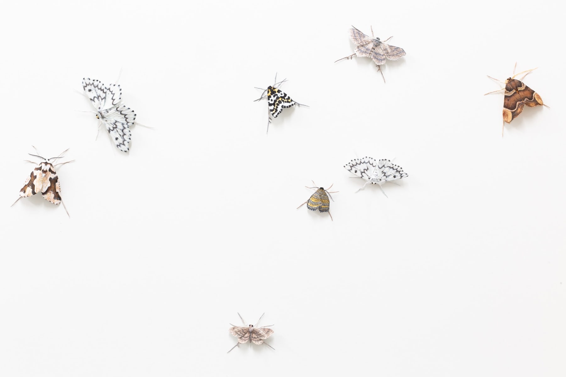 Elizabeth Thomson, Lepidoptera, 2019