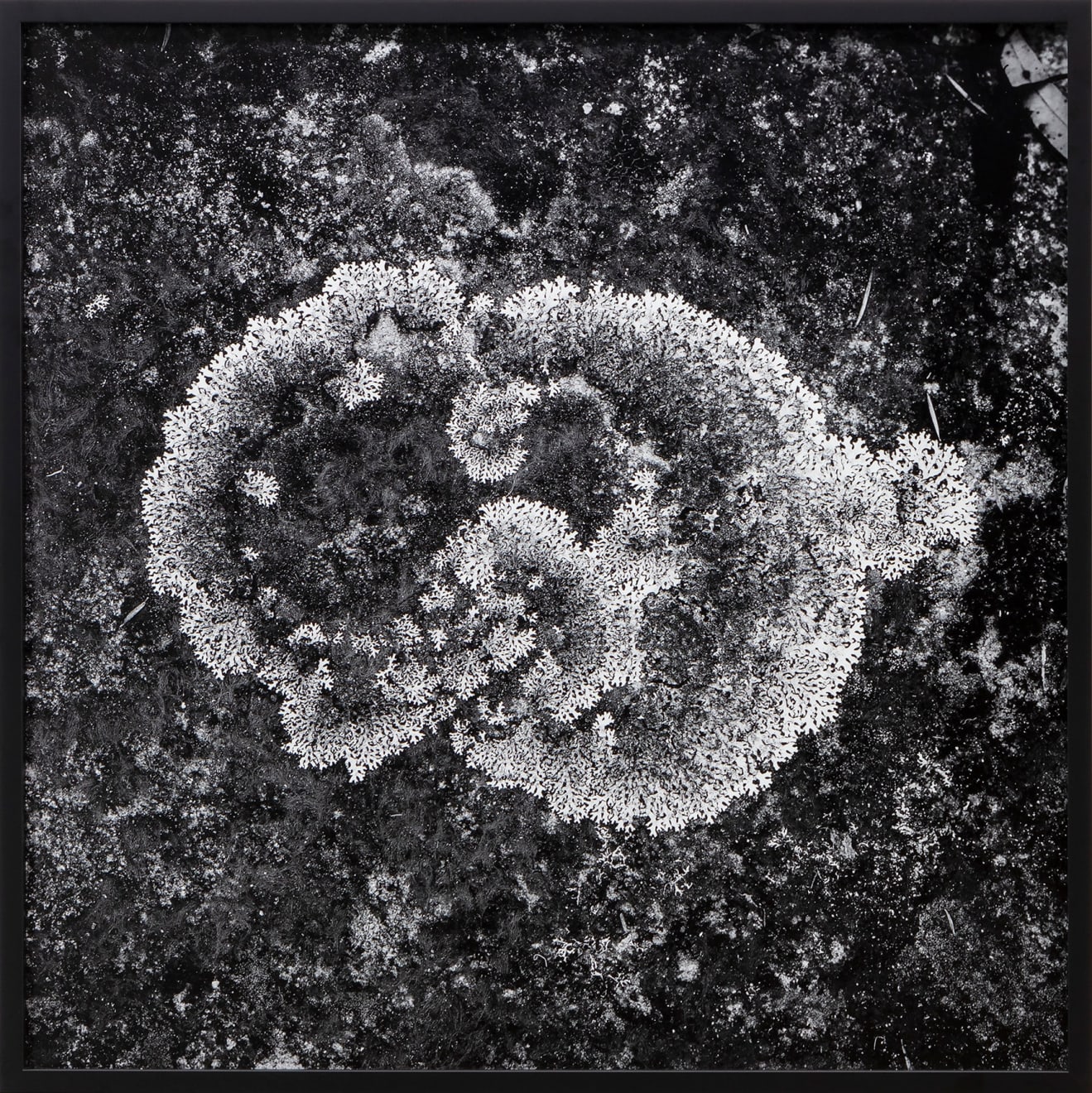 Haines & Hinterding, Lichen and Stars 4 (Kings Tableland / M8 Lagoon Nebula), 2021