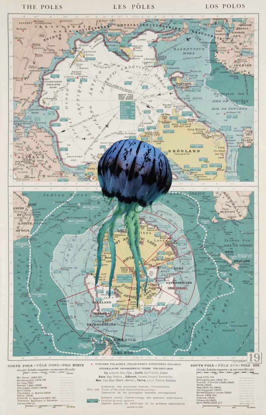 Apnavi Makanji, APPROPRIATION DISINFORMATION – NATURE AND THE BODY POLITIC Series: POLAR JELLIFICATION, 2024