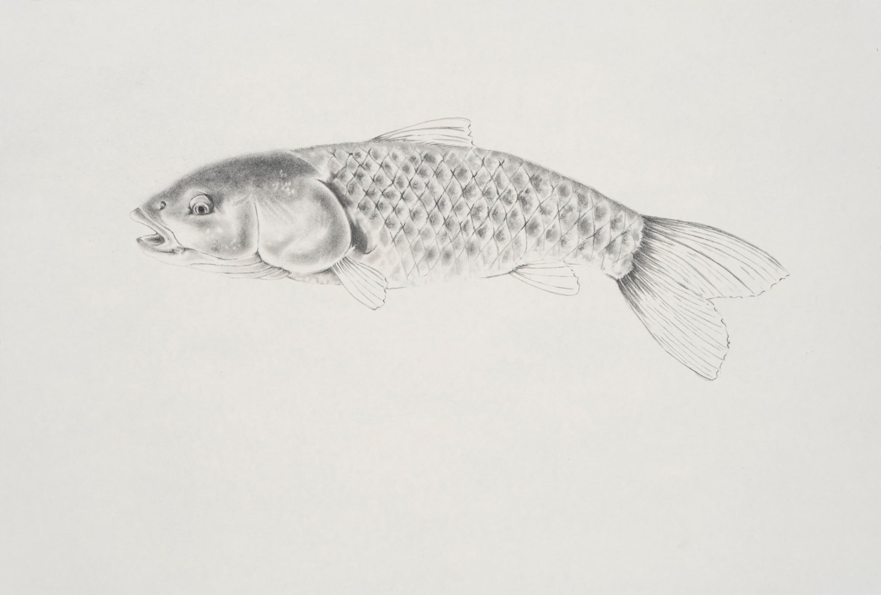 Apnavi Makanji, LEMAN FISH series: COMMON CHUB, 2023