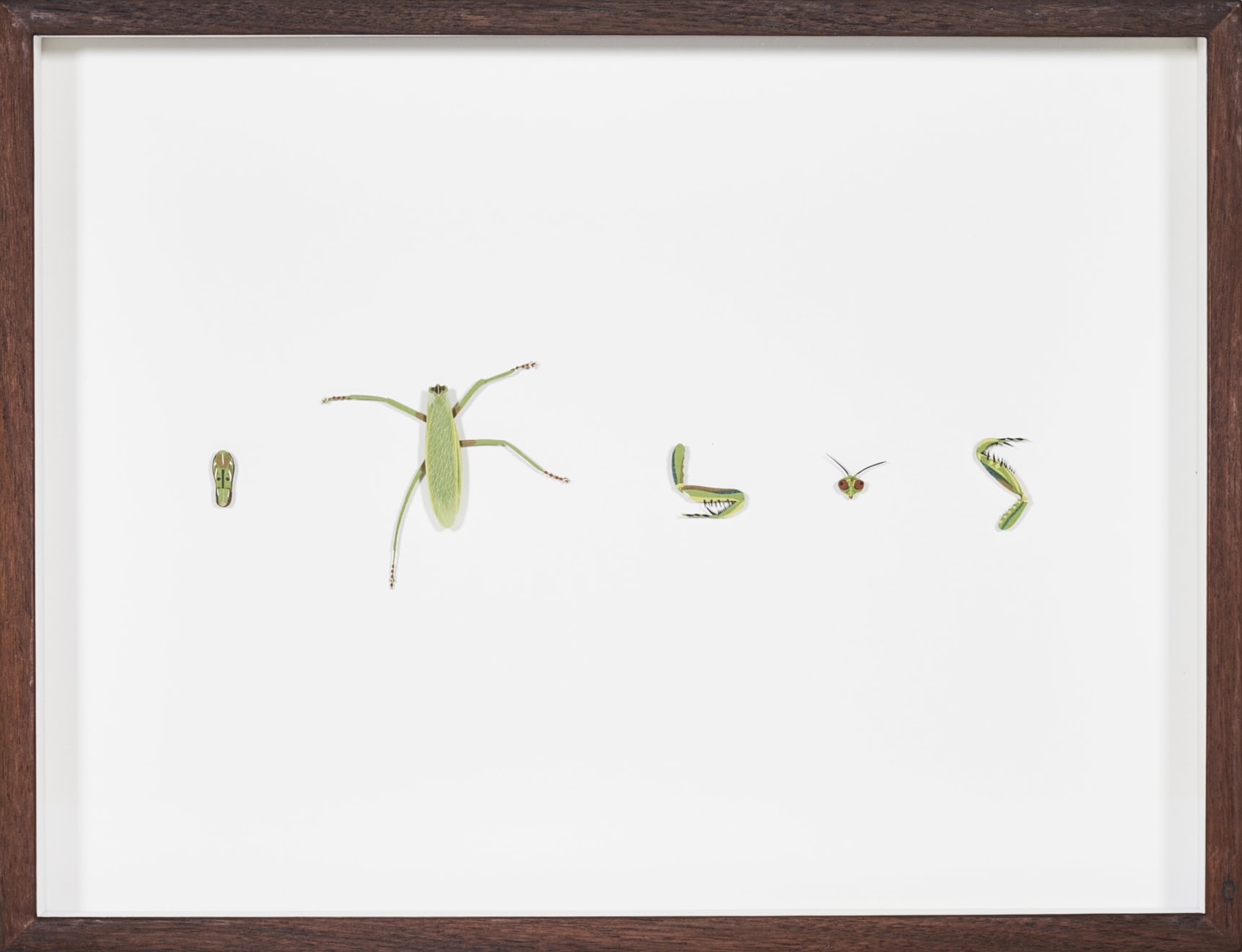 Nibha Sikander, Praying Mantis, 1 work with 5 individual paper cut parts of the Praying Mantis, 2019
