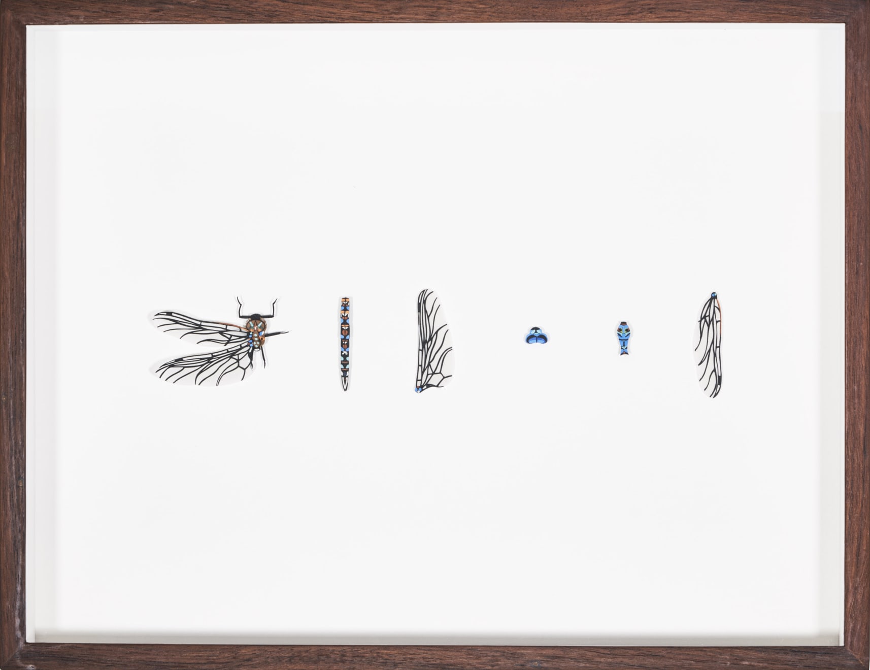 Nibha Sikander, Blue Darner, 1 work with 6 individual paper cut parts of the Blue Darner , 2019