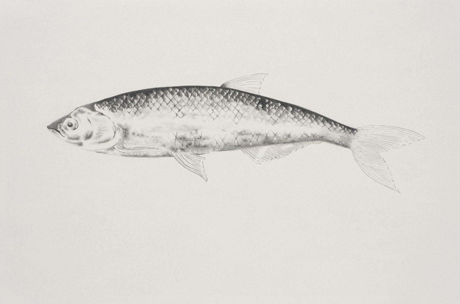 Apnavi Makanji, LEMAN FISH series: COMMON WHITEFISH, 2023