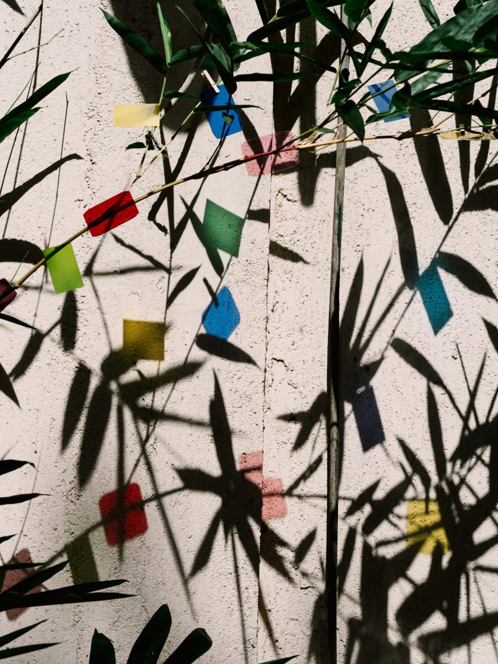 Philippe Calia, Light Dada’s Plant (Jimmy Boy), 2024