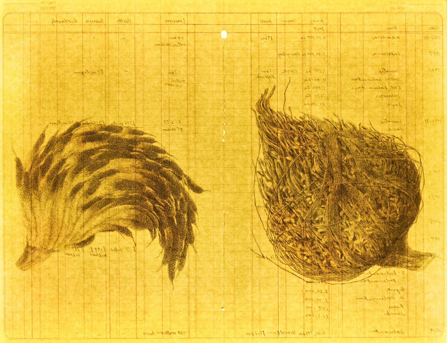 Garima Gupta, Elaeis guineensis, 2020