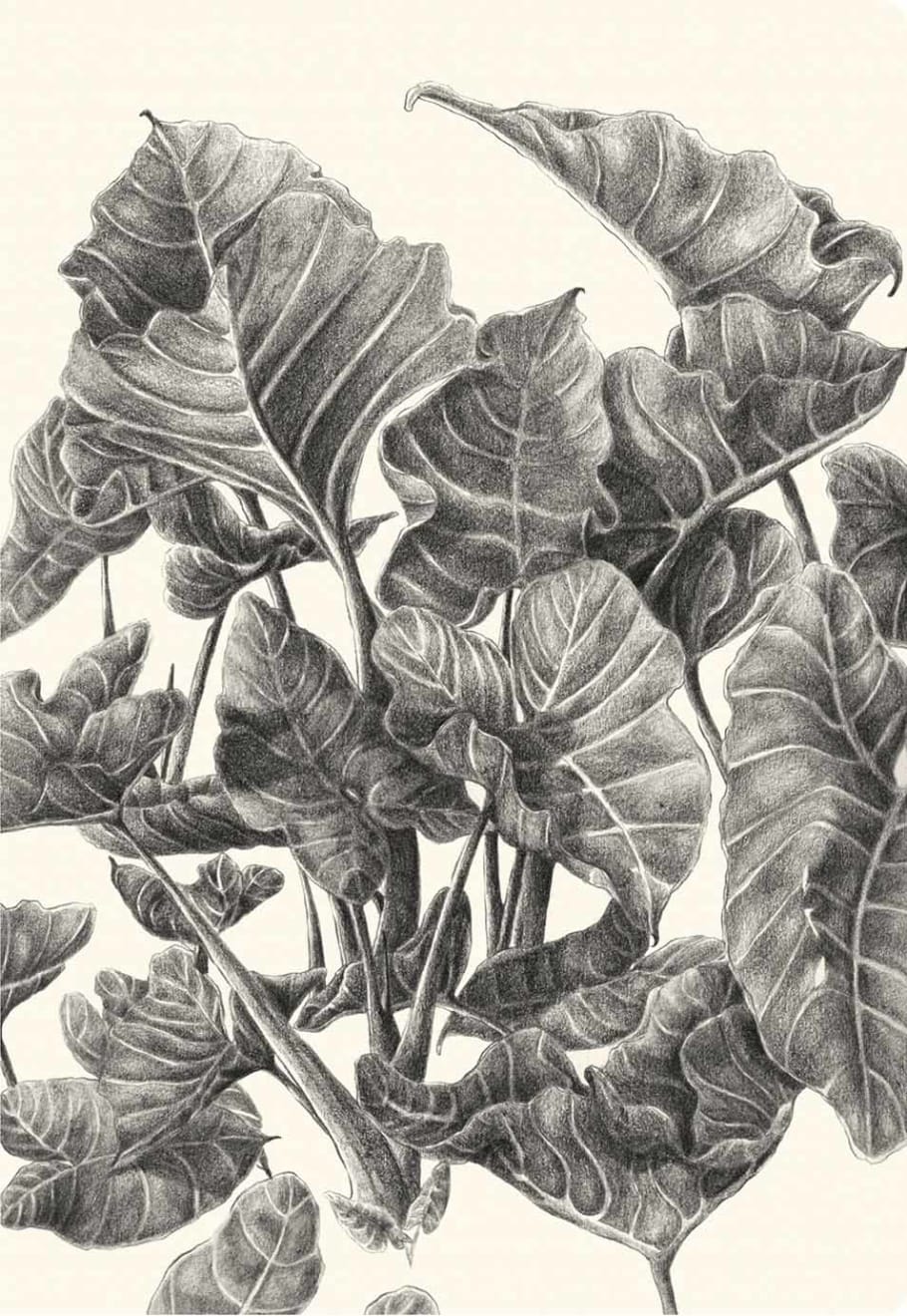 Garima Gupta, Chinese Taro, 2017