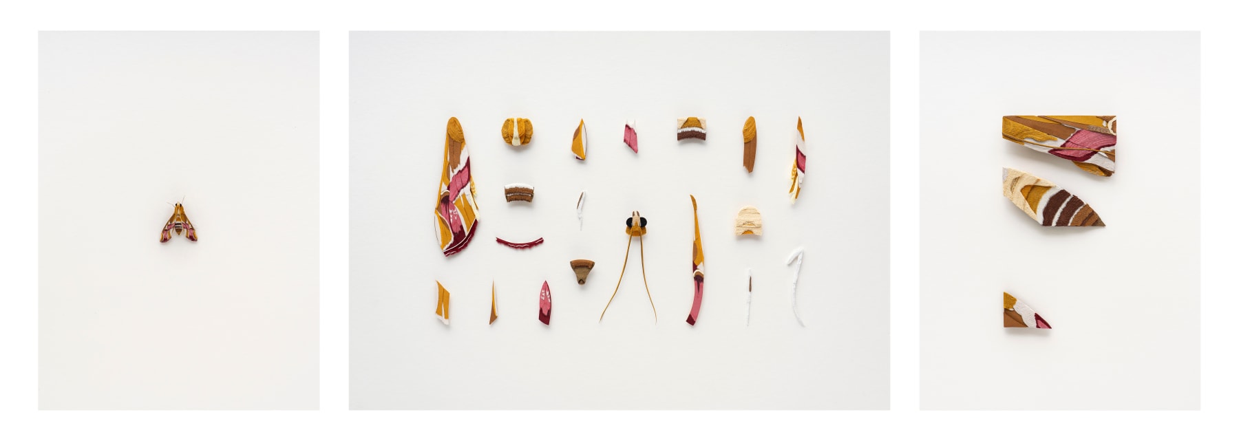 Nibha Sikander, Coral Tree Leaf Roller Study, 2024