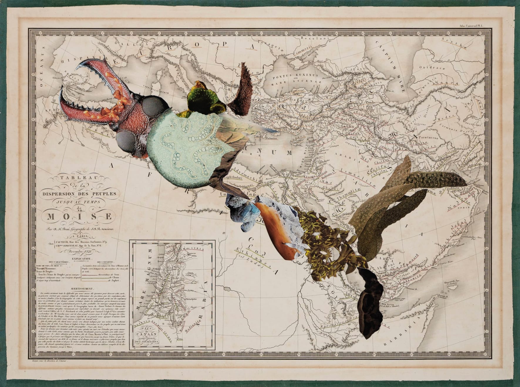 Apnavi Makanji, APPROPRIATION DISINFORMATION – NATURE AND THE BODY POLITIC Series: DISPERSION, 2024