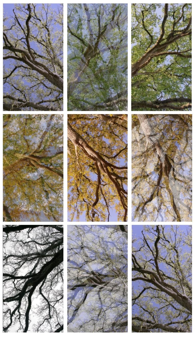 Jeffrey Blondes, Un Chêne Canopy, ed. 1/7, 2022