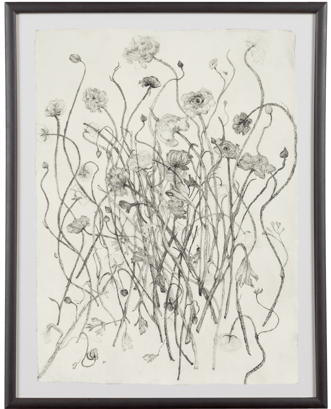 Fiona Waterstreet, Ranunculus, 2025