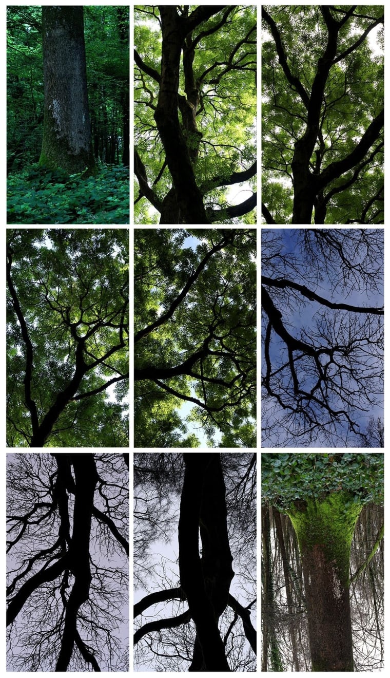 Jeffrey Blondes, Bois De Mametz, 24 Hour Film, ed. 4/7, 2016