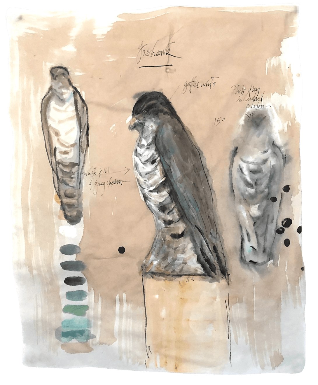 Jane Rosen, Goshawk Calligraphy Study #1, 2020