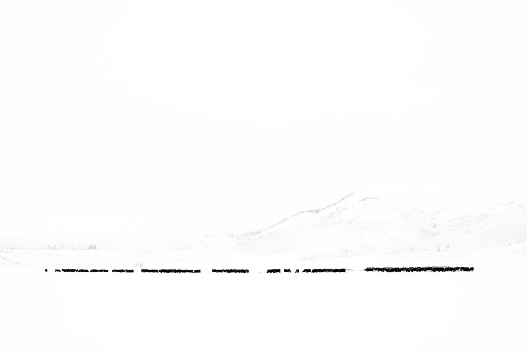 Tuck Fauntleroy, Winter Stock I, 2011 - 2020