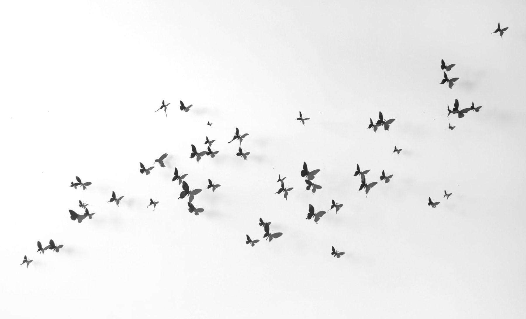 Paul Villinski, Mistral (Black) set of 50 butterflies, 2016