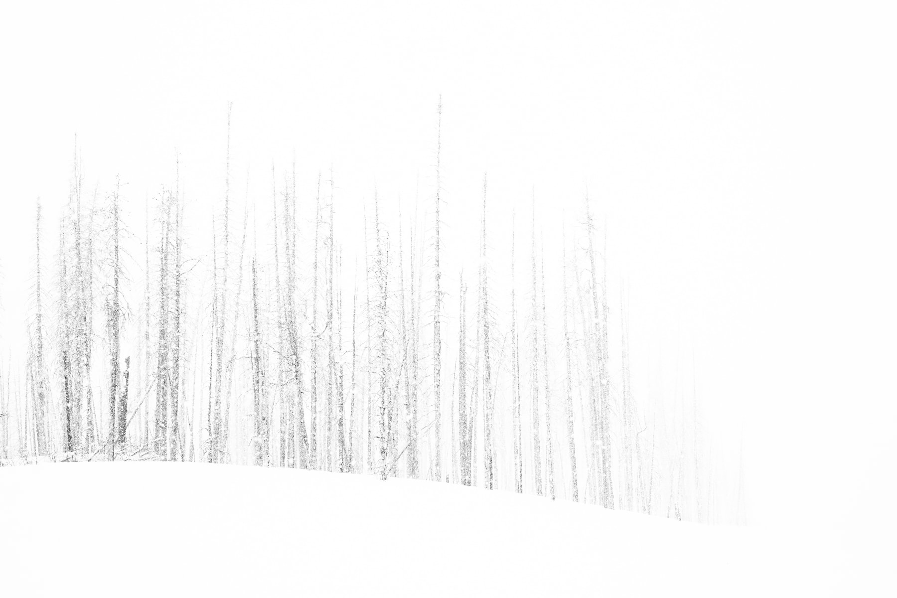 Tuck Fauntleroy, Burn XI, 2020-2022