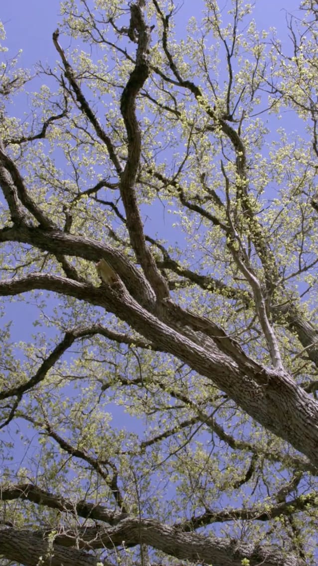 Jeffrey Blondes, Un Chêne Canopy, ed. 1/7, 2022