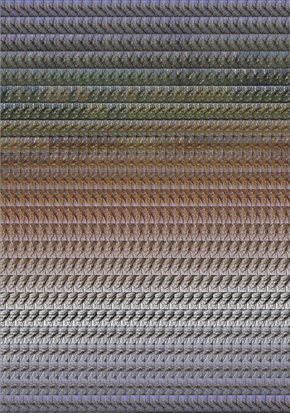 Jeffrey Blondes, Un Chêne Canopy : 24 hours x 30 minutes, ed. 1/7, 2025