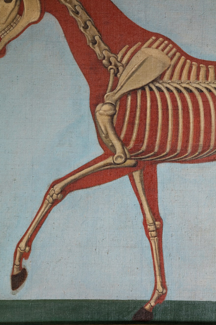 Pair of Anatomical Studies of a Horse