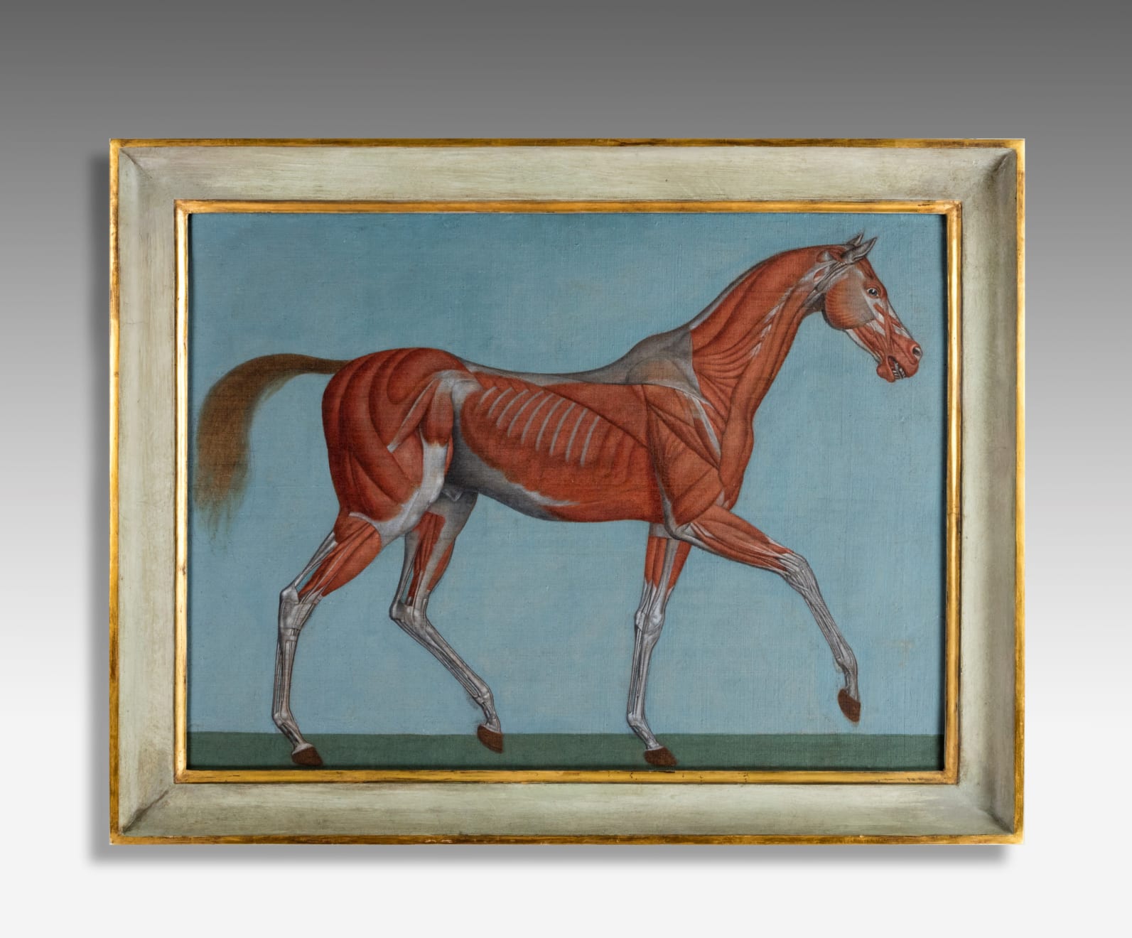 Pair of Anatomical Studies of a Horse