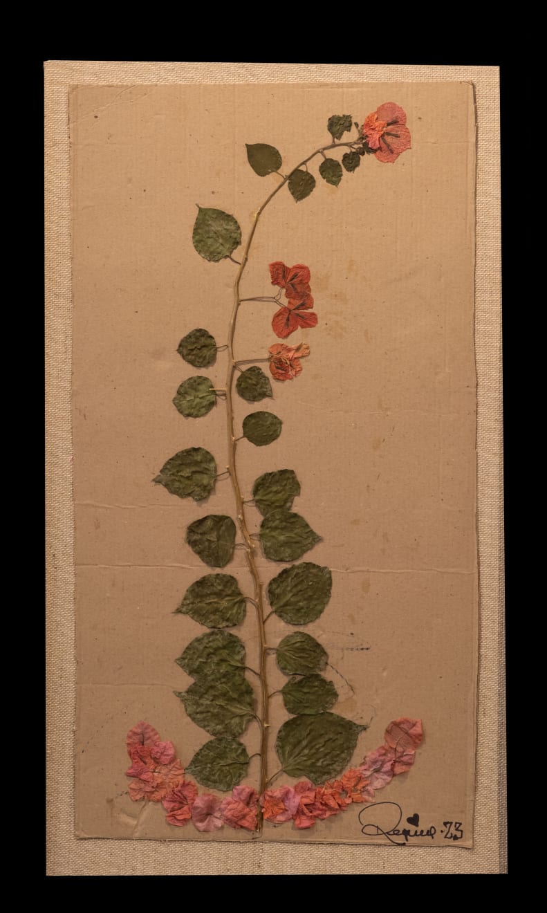 Regina Duarte, Árvore de Primavera / Bougainvillea Canopy Tree, 2023