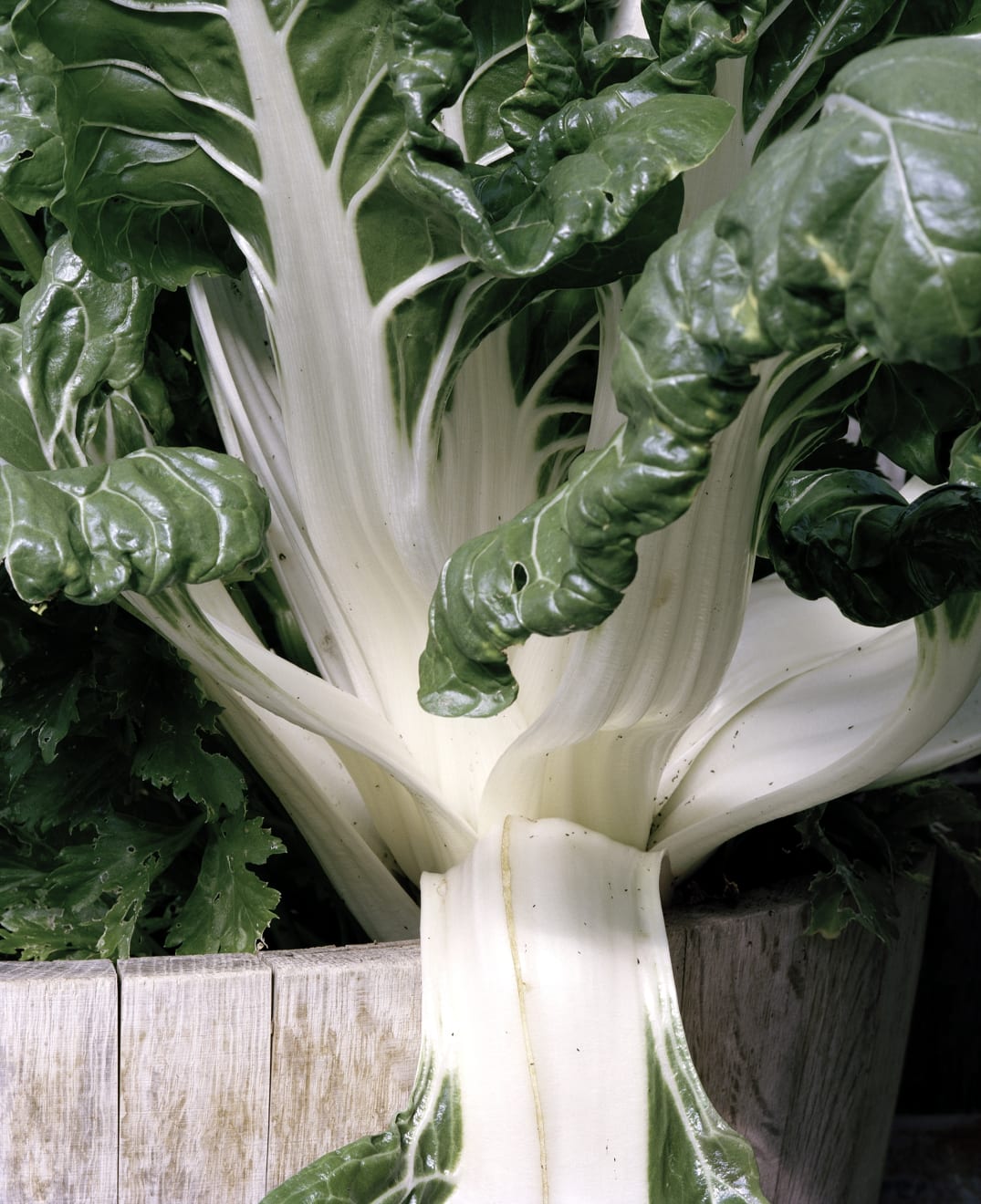Buck Ellison, Upper School Greenhouse, Marin Country Day School, Tiburon, California, 2016