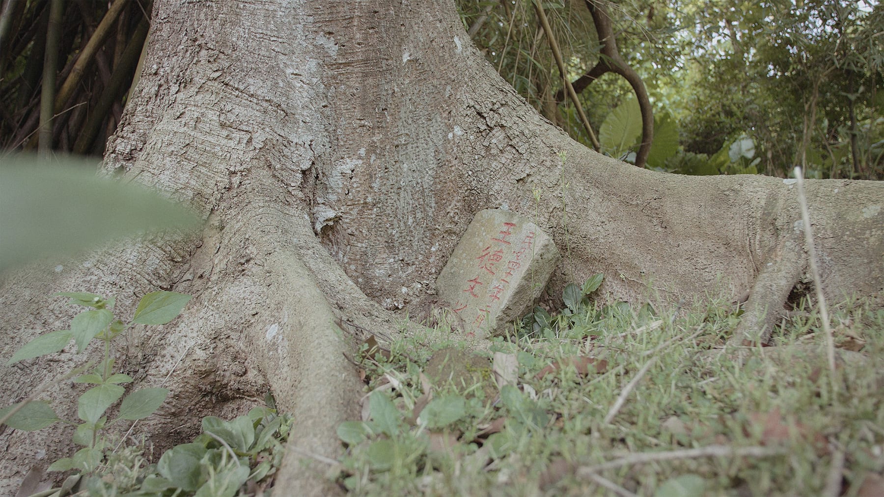 饒加恩, 計程車, 2016