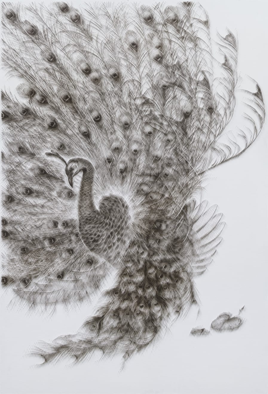 陳浚豪, 臨摹清高奇峰《孔雀圖》, 2024