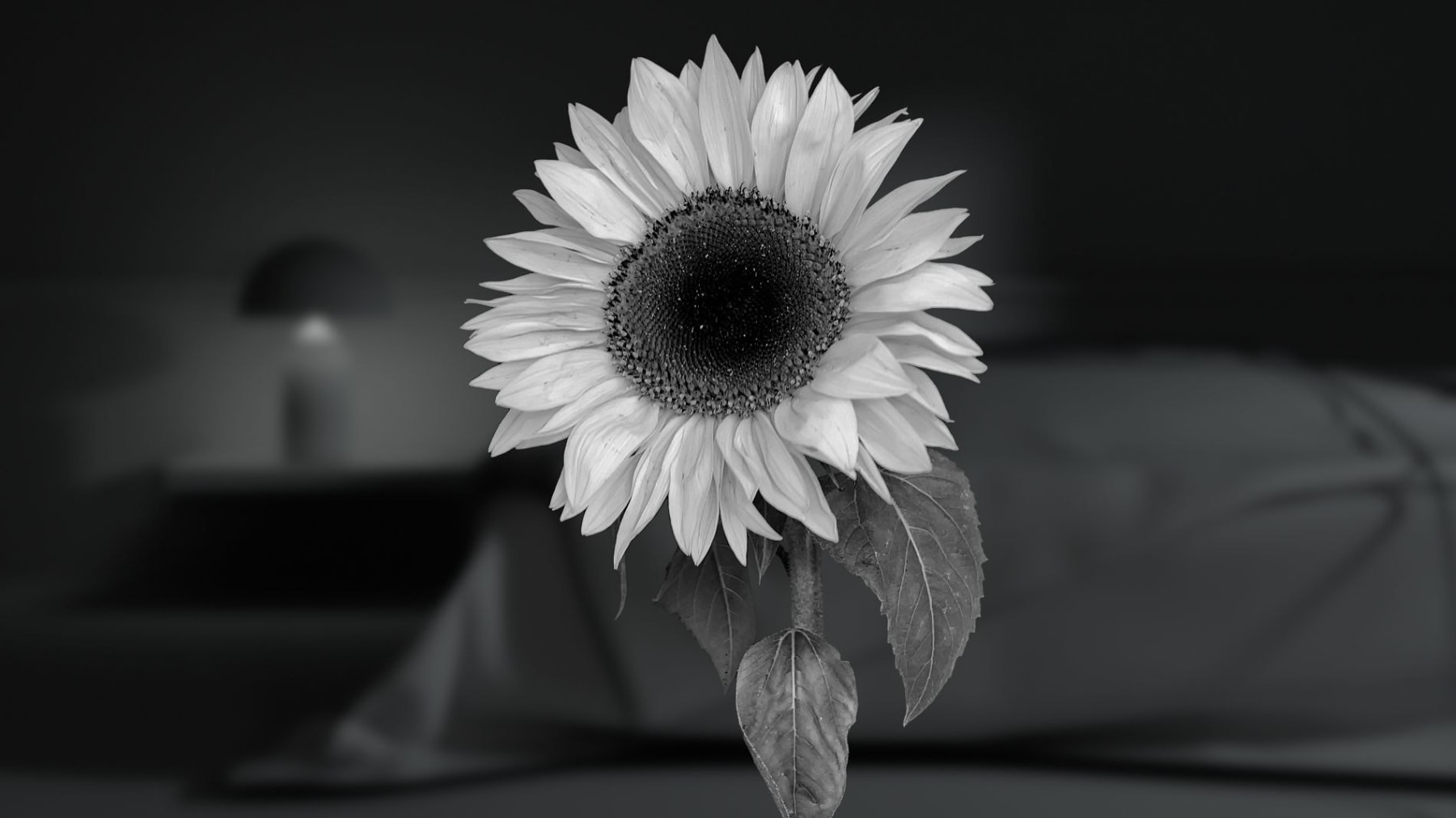 Viltė Bražiūnaitė ≈ Tomas Sinkevičius, Sunflower , 2021