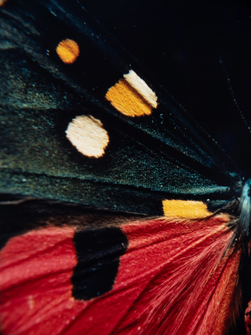 Laurynas Skeisgiela, Liump! Nuodingos meškutės / Tiger Moths (Callimorpha Dominula), 2024