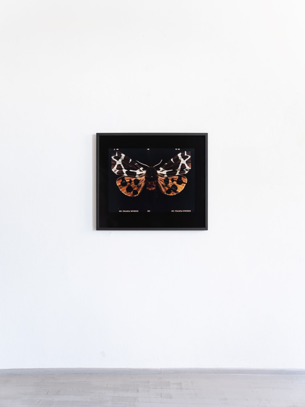 Laurynas Skeisgiela, Liump! Nuodingos meškutės / Tiger Moths (Arctia Caja), 2024