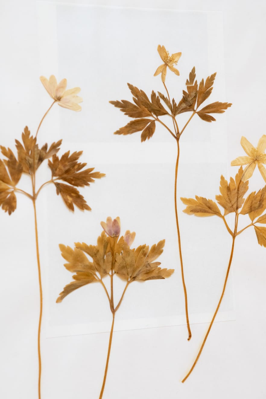 Laura Garbštienė, Iš ciklo "Gamtos pažinimo kambarys" (77 vnt.) / From cycle "Room of nature studies" (77 pieces), 2012