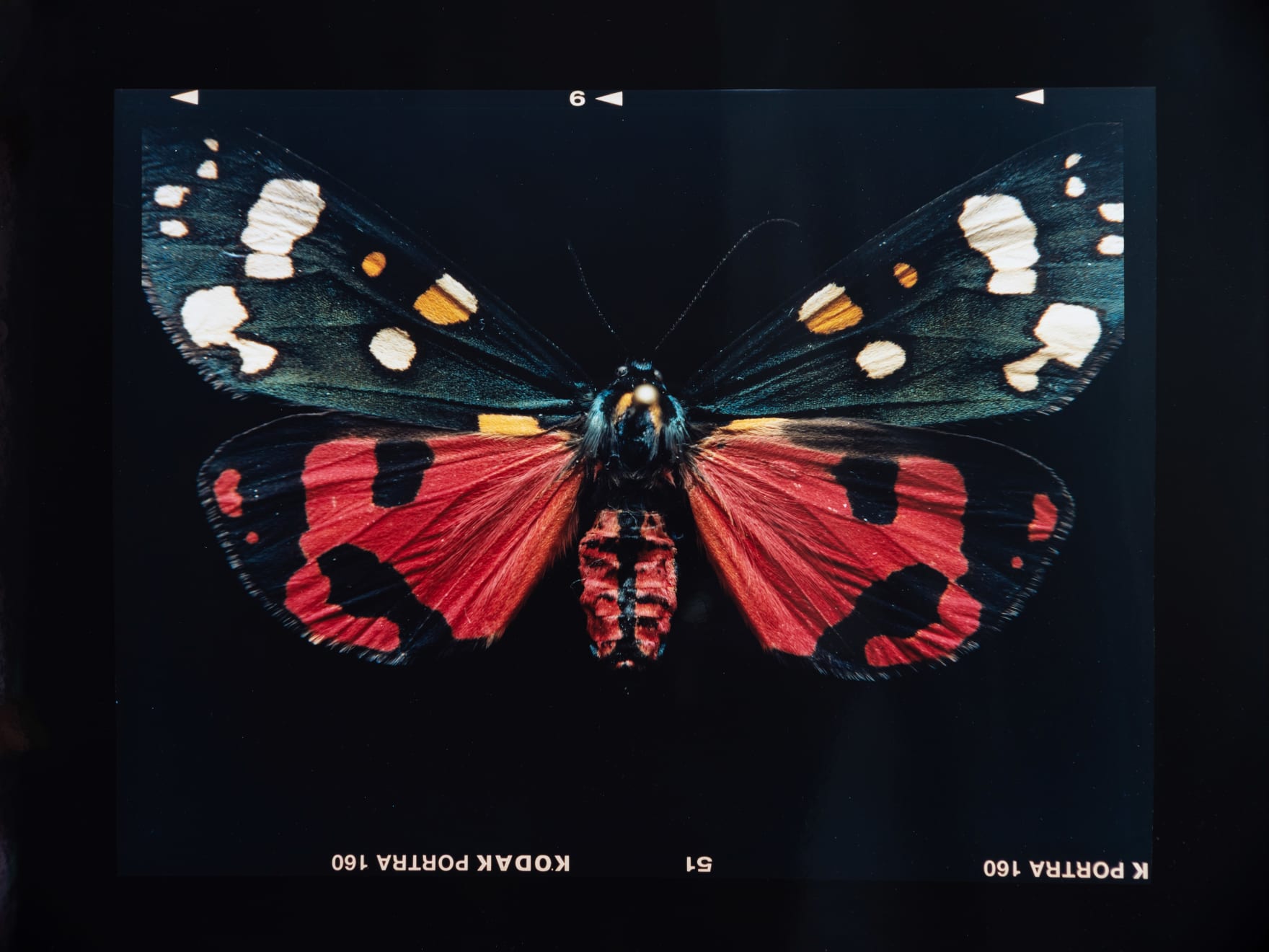 Laurynas Skeisgiela, Liump! Nuodingos meškutės / Tiger Moths (Callimorpha Dominula), 2024