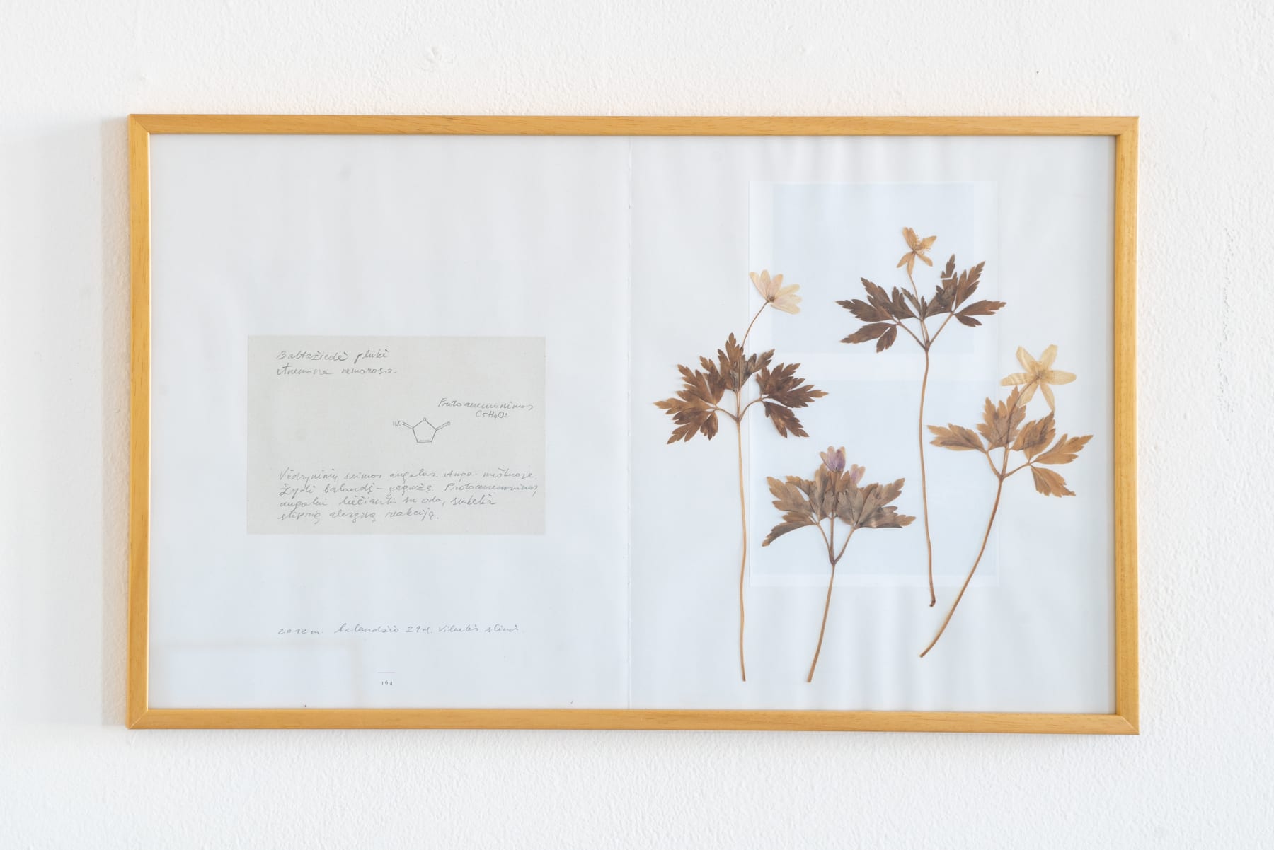 Laura Garbštienė, Iš ciklo "Gamtos pažinimo kambarys" (77 vnt.) / From cycle "Room of nature studies" (77 pieces), 2012