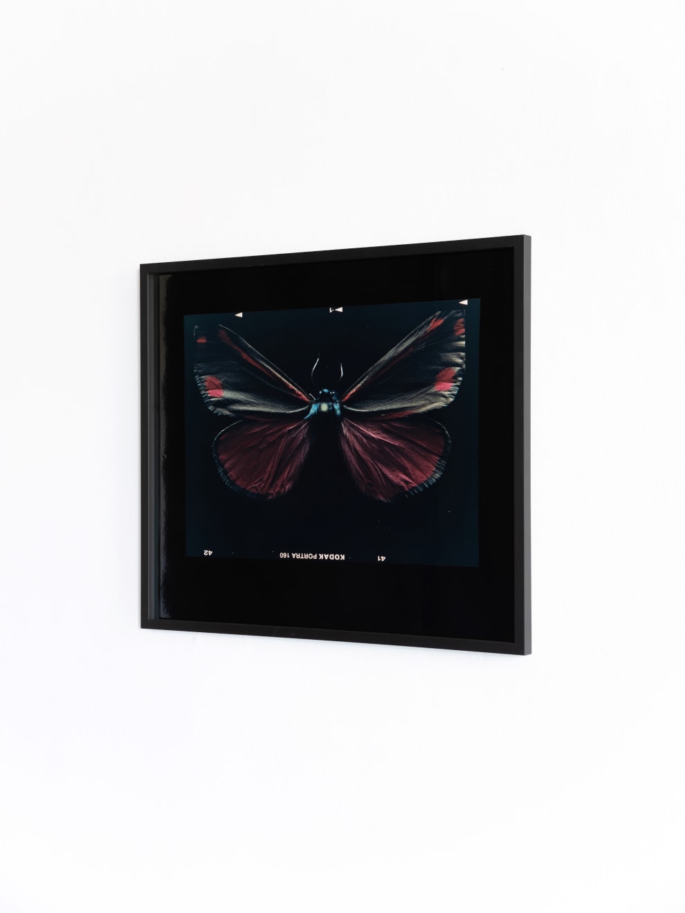 Laurynas Skeisgiela, Liump! Nuodingos meškutės / Tiger Moths (Tyria jacobaeae), 2024