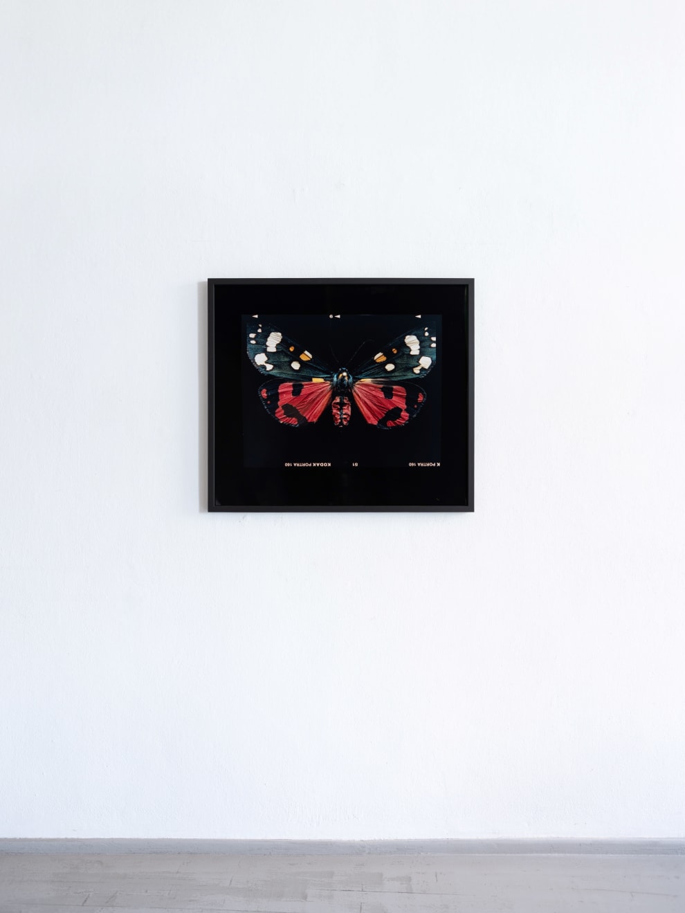 Laurynas Skeisgiela, Liump! Nuodingos meškutės / Tiger Moths (Callimorpha Dominula), 2024