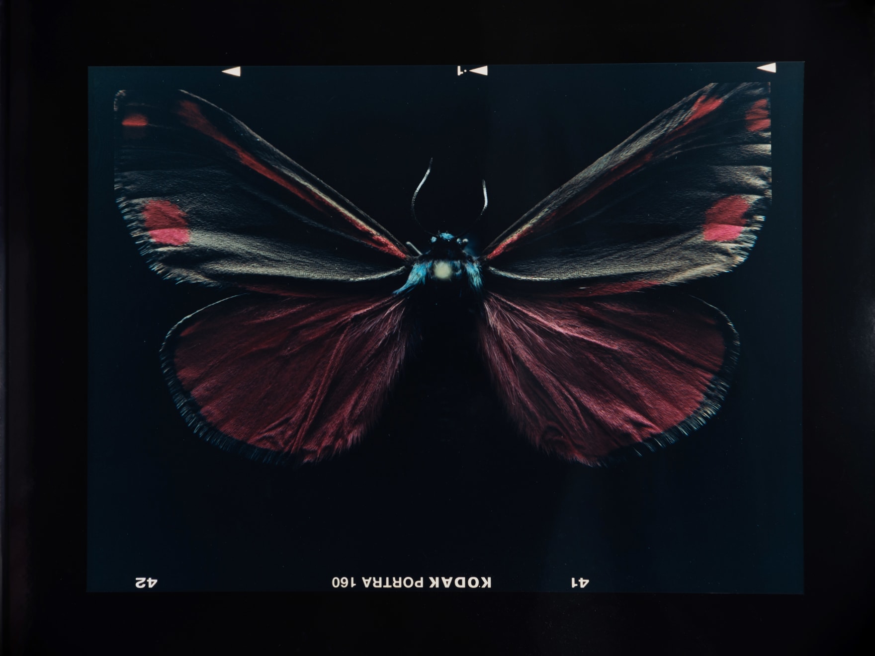 Laurynas Skeisgiela, Liump! Nuodingos meškutės / Tiger Moths (Tyria jacobaeae), 2024