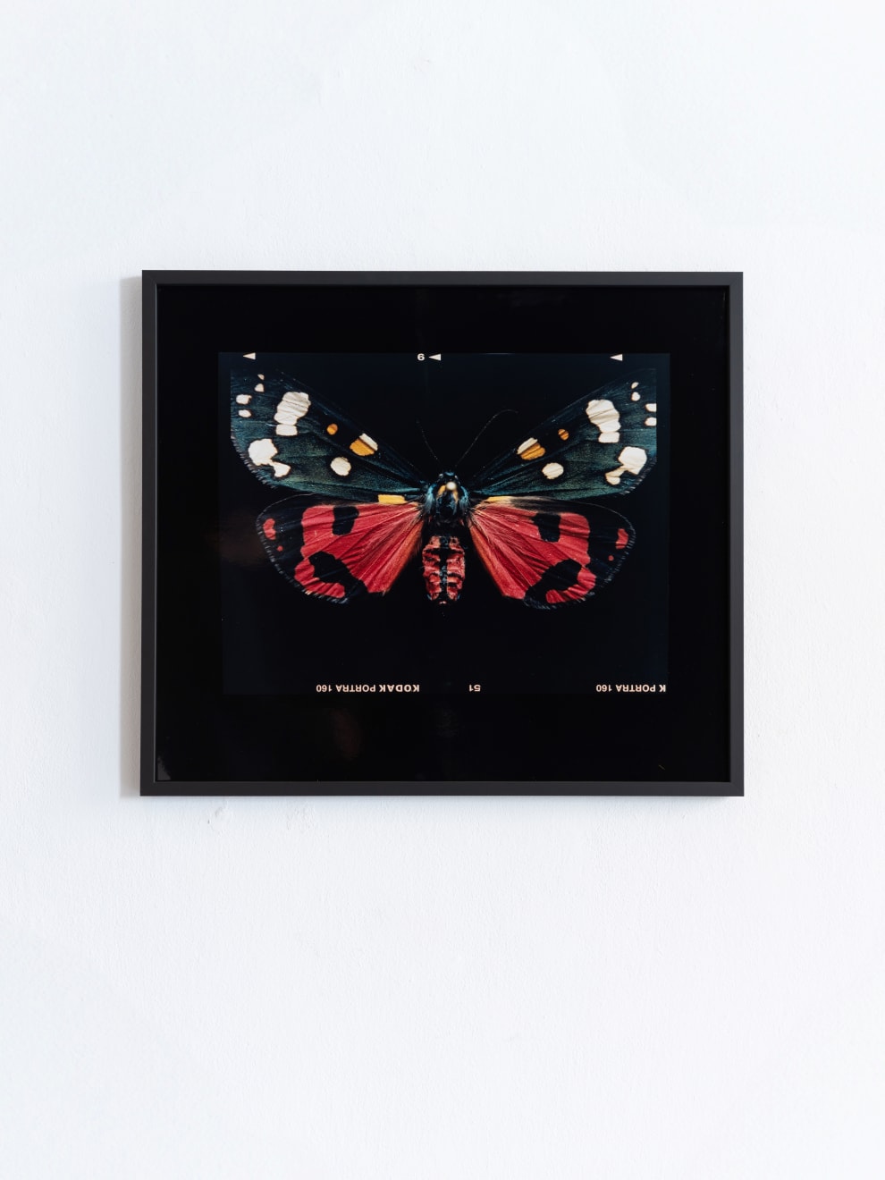 Laurynas Skeisgiela, Liump! Nuodingos meškutės / Tiger Moths (Callimorpha Dominula), 2024
