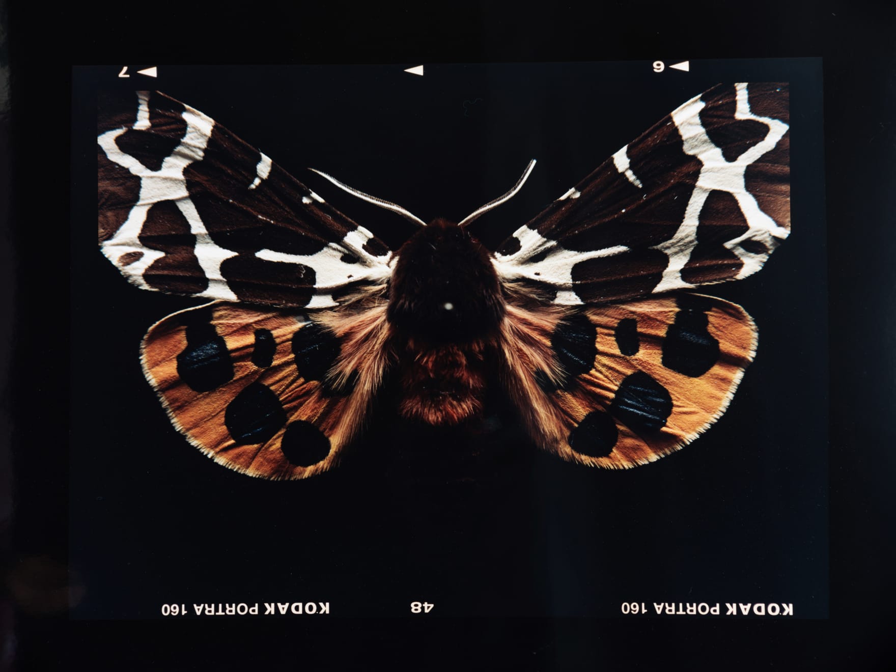 Laurynas Skeisgiela, Liump! Nuodingos meškutės / Tiger Moths (Arctia Caja), 2024
