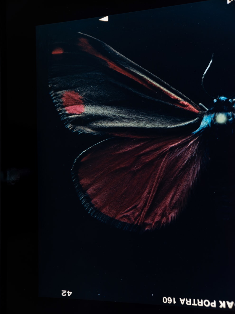 Laurynas Skeisgiela, Liump! Nuodingos meškutės / Tiger Moths (Tyria jacobaeae), 2024