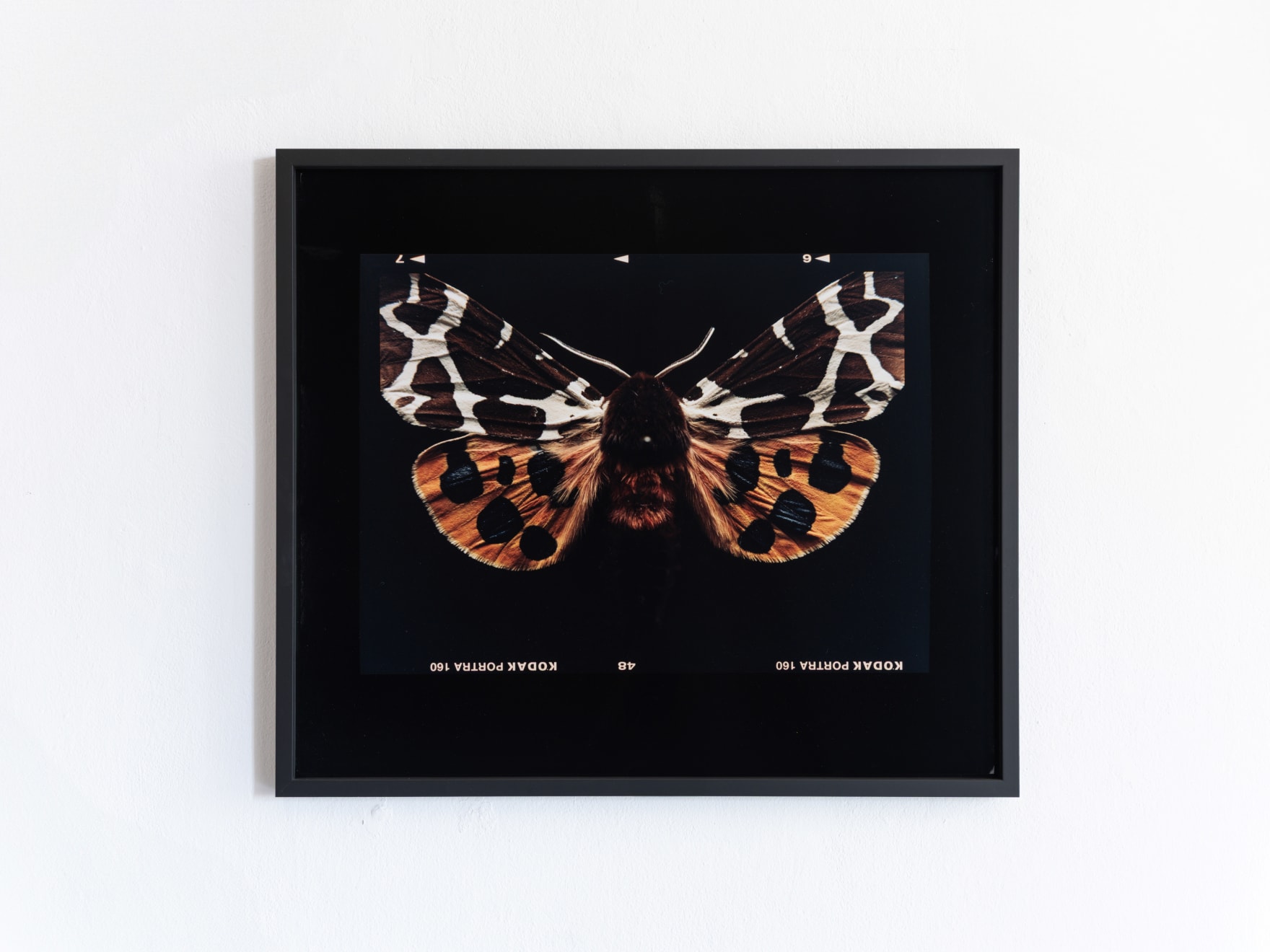 Laurynas Skeisgiela, Liump! Nuodingos meškutės / Tiger Moths (Arctia Caja), 2024