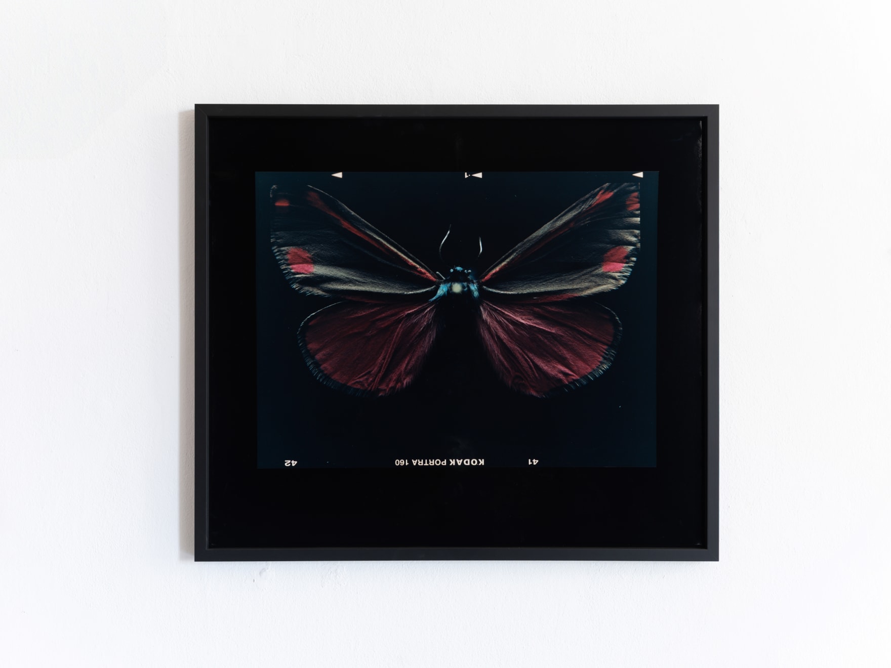 Laurynas Skeisgiela, Liump! Nuodingos meškutės / Tiger Moths (Tyria jacobaeae), 2024