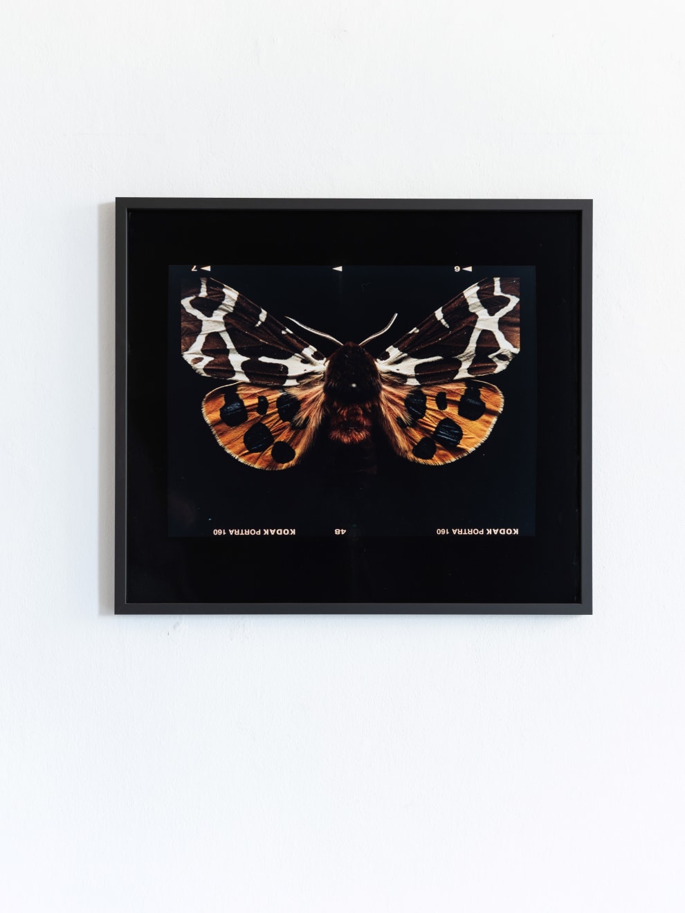 Laurynas Skeisgiela, Liump! Nuodingos meškutės / Tiger Moths (Arctia Caja), 2024