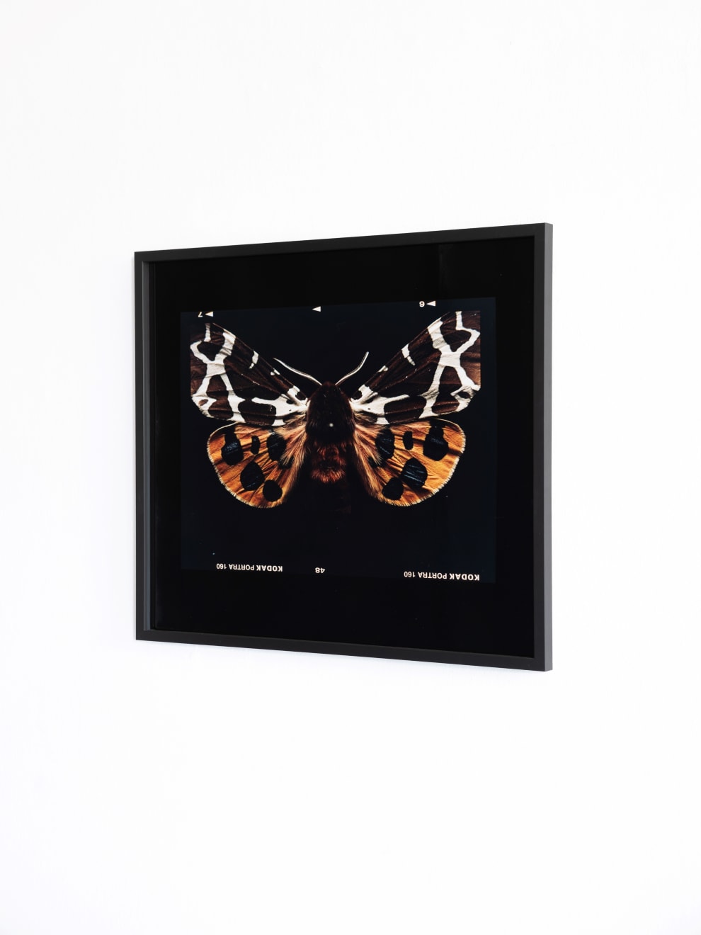 Laurynas Skeisgiela, Liump! Nuodingos meškutės / Tiger Moths (Arctia Caja), 2024