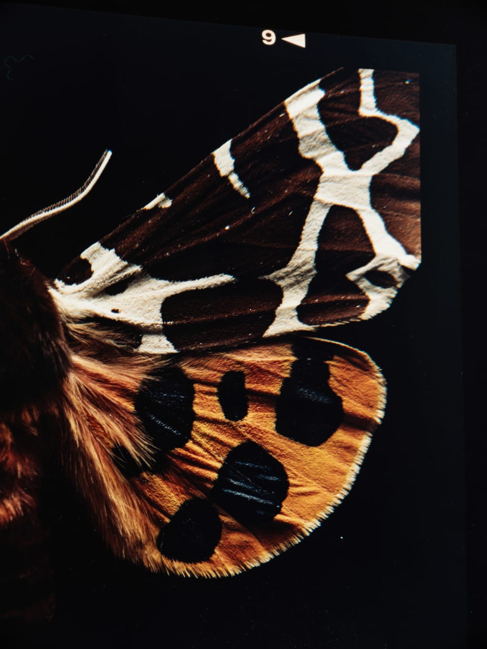 Laurynas Skeisgiela, Liump! Nuodingos meškutės / Tiger Moths (Arctia Caja), 2024