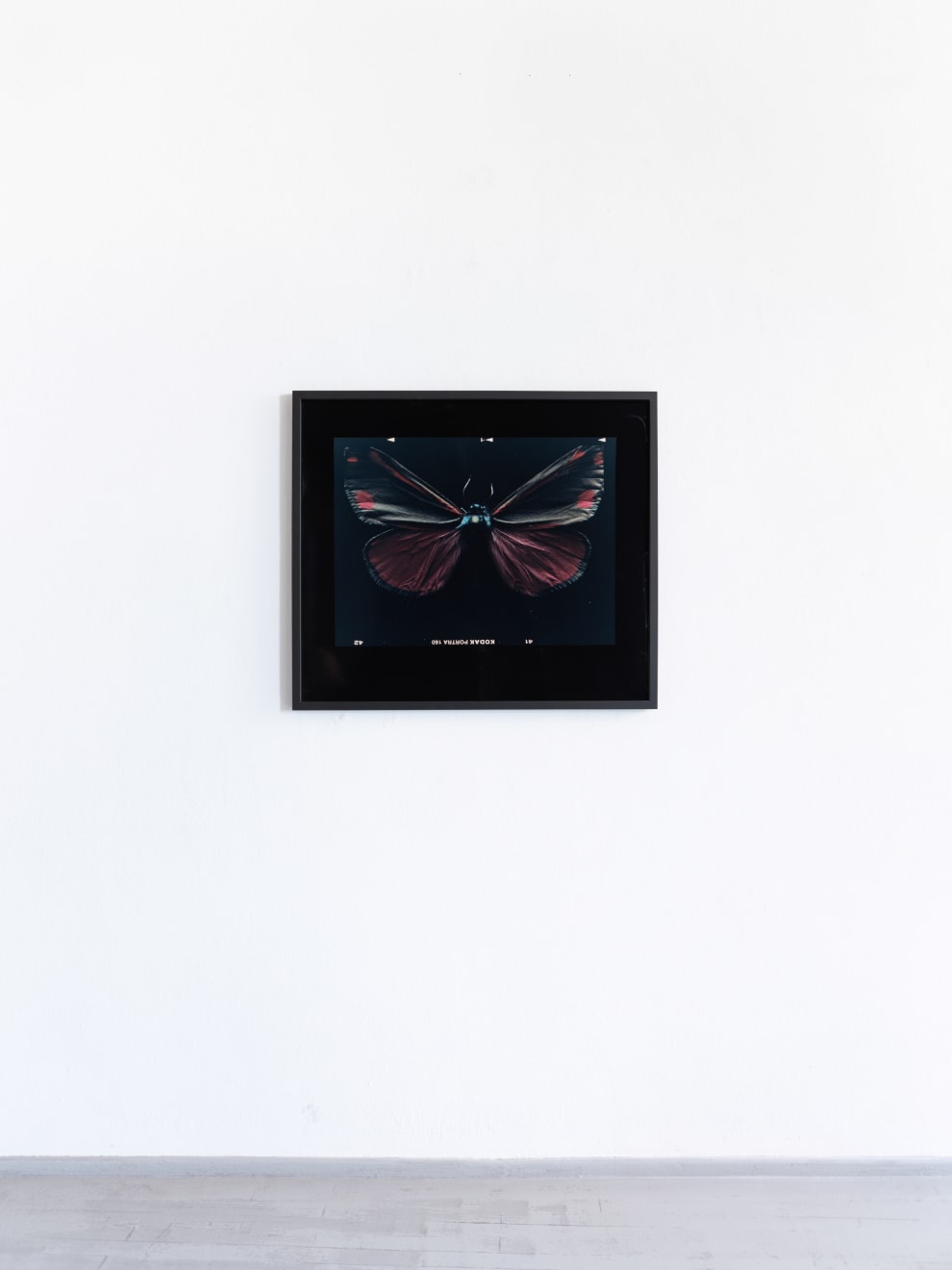 Laurynas Skeisgiela, Liump! Nuodingos meškutės / Tiger Moths (Tyria jacobaeae), 2024